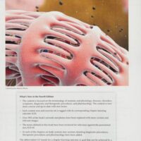 Manual Solution for Medical Language for Modern Health Care 4 by David Allan, Rachel Basco